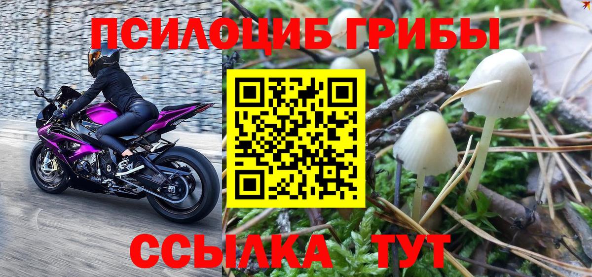 Псилоцибиновые грибы GOLDEN TEACHER Тара